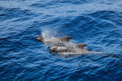 Los Cristianos: Observación con respeto a ballena y delfín