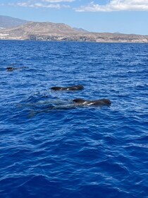 テネリフェ島クジラとイルカウォッチング バイキングクルーズ