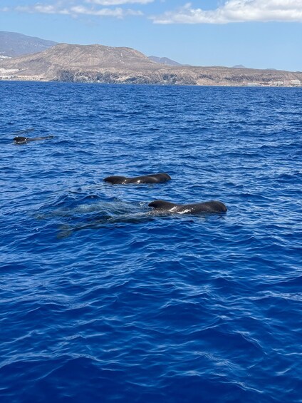 Picture 4 for Activity Tenerife: Whales and Dolphin-Watching Viking Cruise