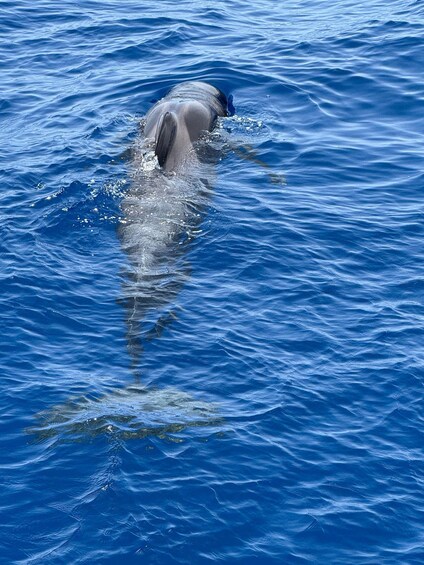 Picture 3 for Activity Tenerife: Whales and Dolphin-Watching Viking Cruise