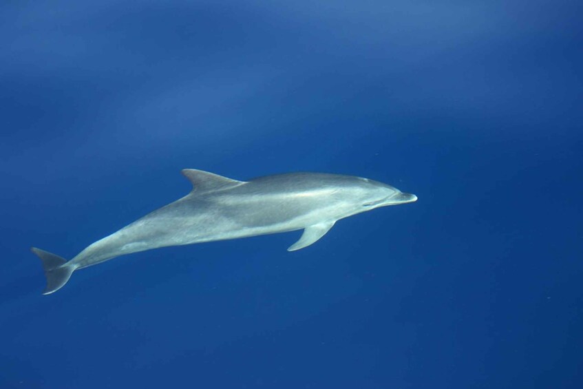 Picture 5 for Activity La Palma: Wildlife Viewing and Cumbre Vieja Boat Tour