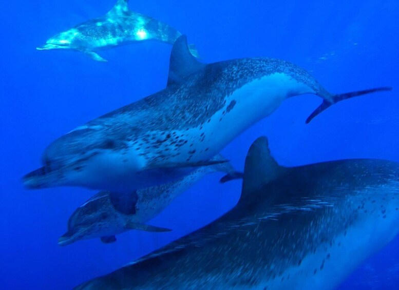 Picture 2 for Activity La Palma: Wildlife Viewing and Cumbre Vieja Boat Tour