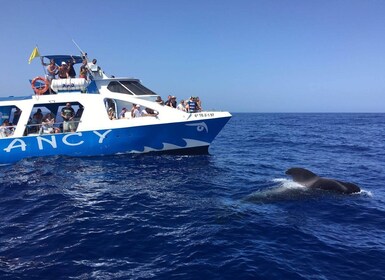 La Palma: avistamiento de vida silvestre y recorrido en barco por Cumbre Vi...