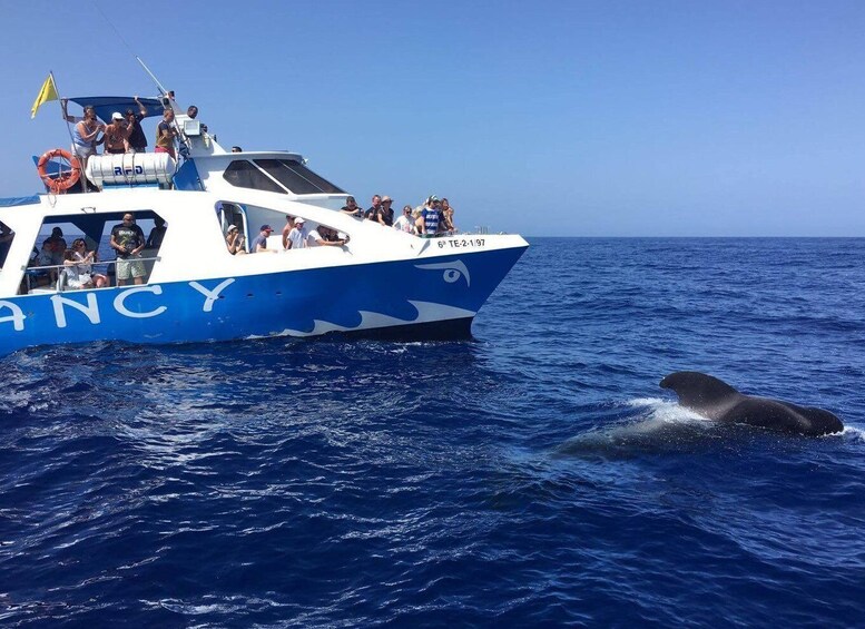 La Palma: Wildlife Viewing and Cumbre Vieja Boat Tour