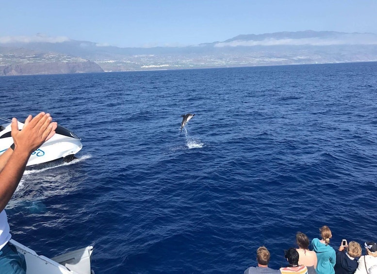 Picture 1 for Activity La Palma: Wildlife Viewing and Cumbre Vieja Boat Tour