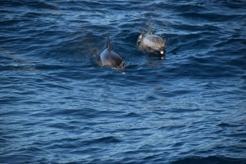 Picture 4 for Activity Tenerife: Viking Cruise with Drinks, Whales & Dolphins