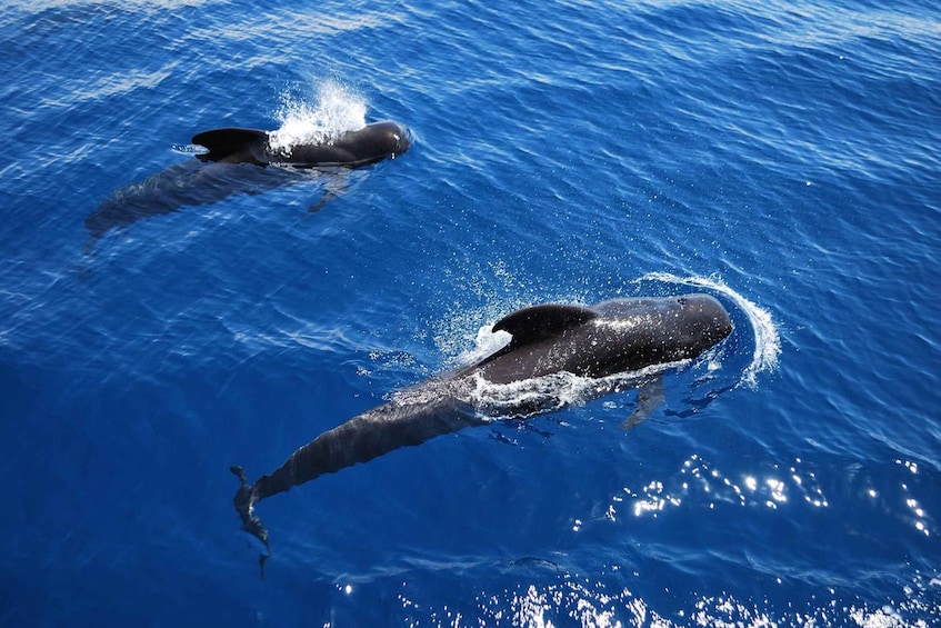 Picture 2 for Activity Tenerife: Viking Ship Cruise with Dolphin and Whale Watching
