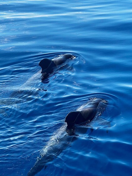 Picture 2 for Activity Tenerife: Viking Cruise with Drinks, Whales & Dolphins