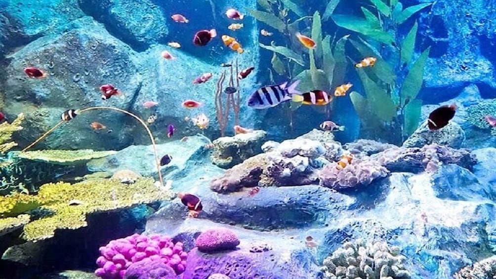 Underwater World Pattaya