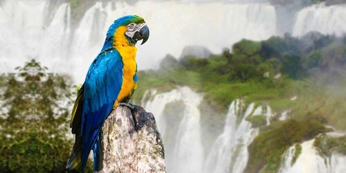 Puerto Iguazu: Iguaza-vandfaldene på den brasilianske side og fuglepark-tur