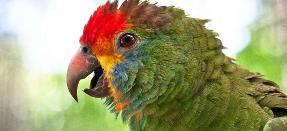 Picture 4 for Activity Puerto Iguazu: Iguaza Falls Brazilian Side & Bird Park Tour