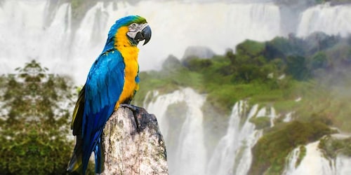 Puerto Iguazu: Iguaza-fallens brasilianska sida och fågelparkstur