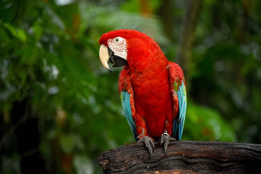 Picture 6 for Activity Puerto Iguazu: Iguaza Falls Brazilian Side & Bird Park Tour