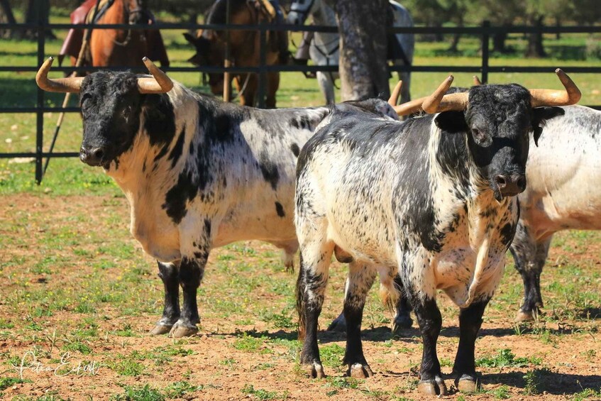 Picture 3 for Activity Cadiz: Andalusian Horses and Bulls Country Show