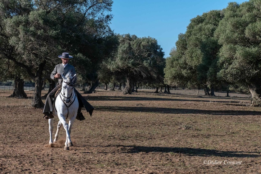 Picture 2 for Activity Cadiz: Andalusian Horses and Bulls Country Show