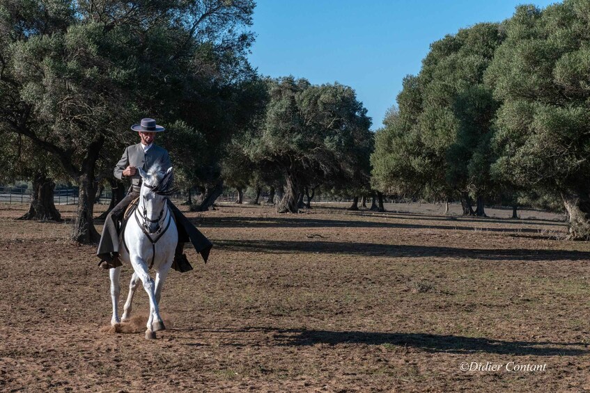 Picture 2 for Activity Cadiz: Andalusian Horses and Bulls Country Show