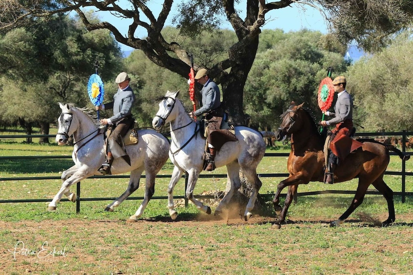 Picture 4 for Activity Cadiz: Andalusian Horses and Bulls Country Show