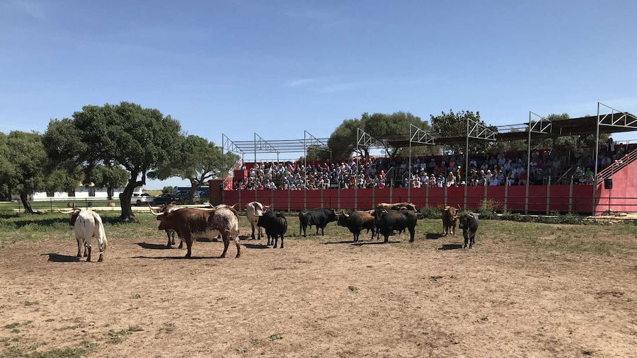 Cadiz: Andalusian Horses and Bulls Country Show