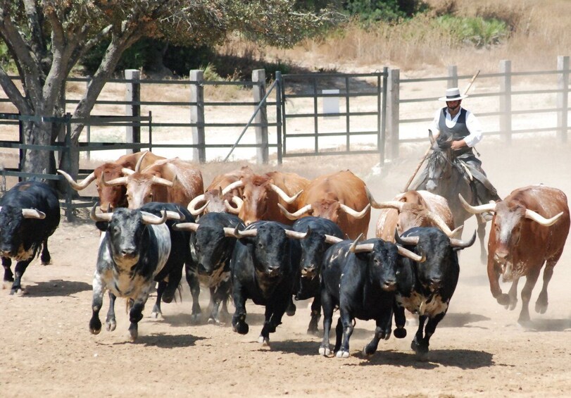 Picture 1 for Activity Cadiz: Andalusian Horses and Bulls Country Show