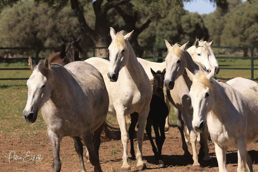 Picture 6 for Activity Cadiz: Andalusian Horses and Bulls Country Show