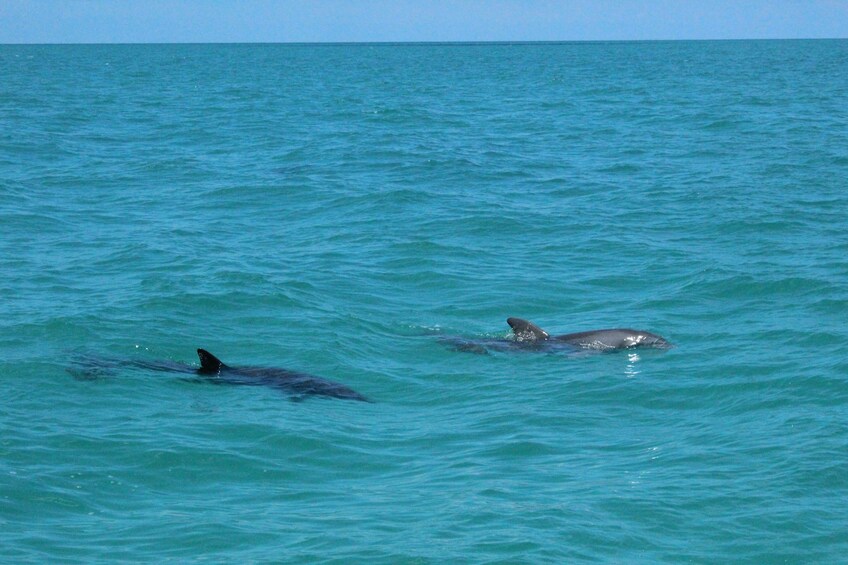 Key West Shuttle from Miami: Dolphin Watch with Snorkeling, Jet Ski & More