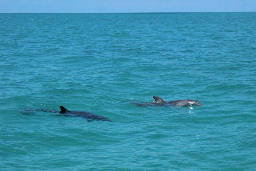 Key West Shuttle from Miami: Dolphin Watch with Snorkeling, Jet Ski & More