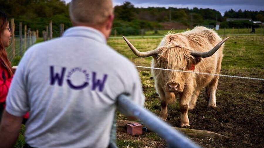 Highland cows