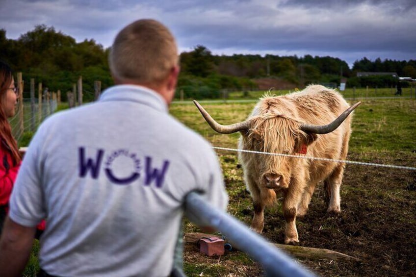 Highland cows