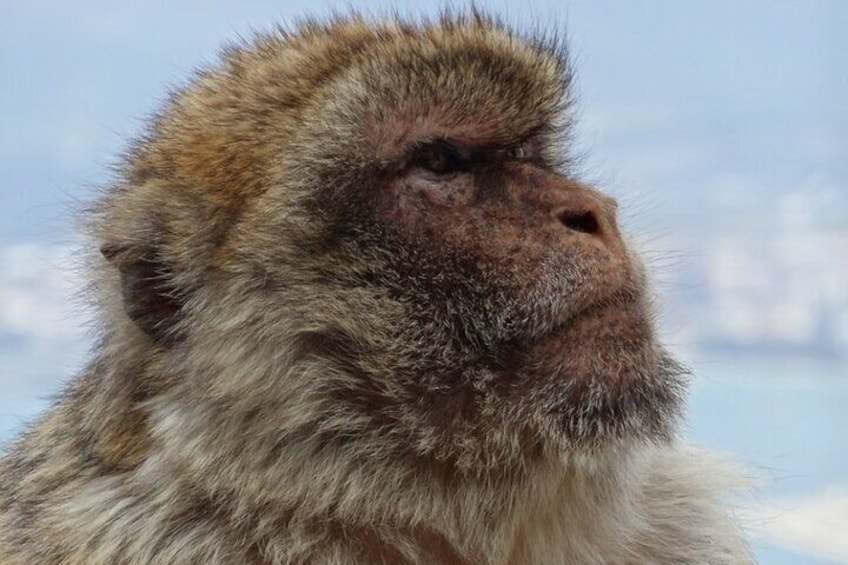 Gibraltar Shore Excursion: The Original Rock, Shop & Caves Tour