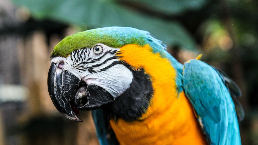 Bloedel Conservatory Admission Tickets