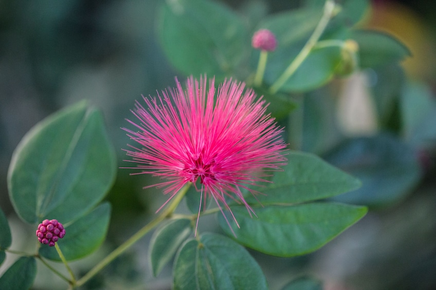 Exotic pink flower found at the Bloedel Conservatory in Vancouver, BC, Canada