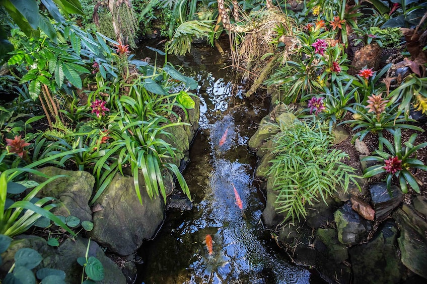 Fish found in a pond at the Bloedel Conservatory in Vancouver, BC, Canada