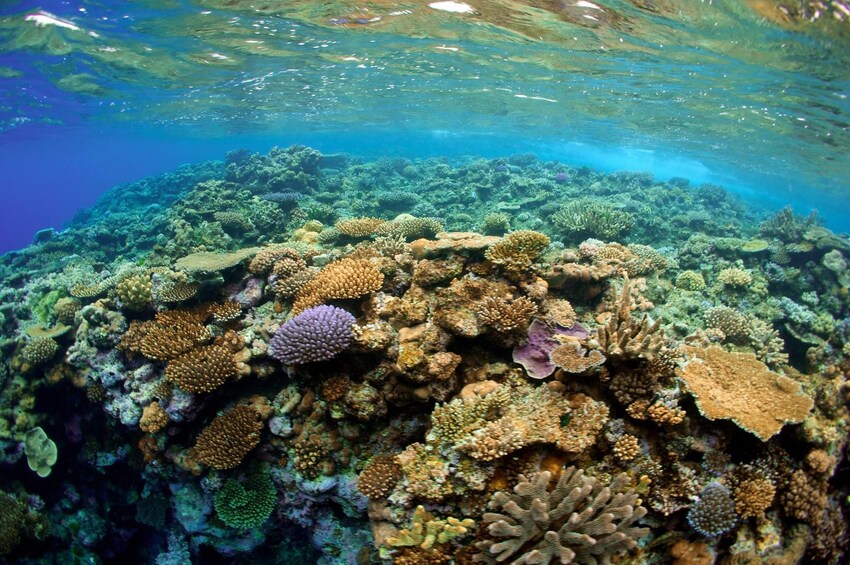 Snorkelling Cruise on Beqa Lagoon Coral Coast