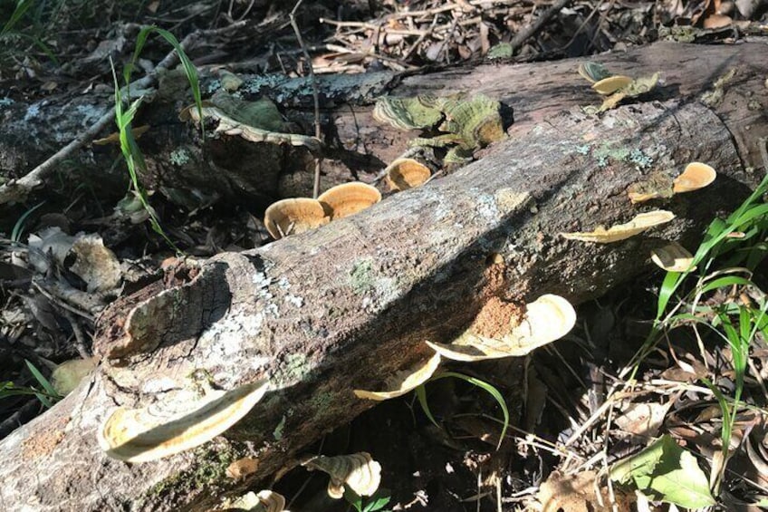 Learn about the fungi and plants of the forest