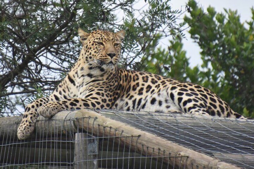 African Leopard