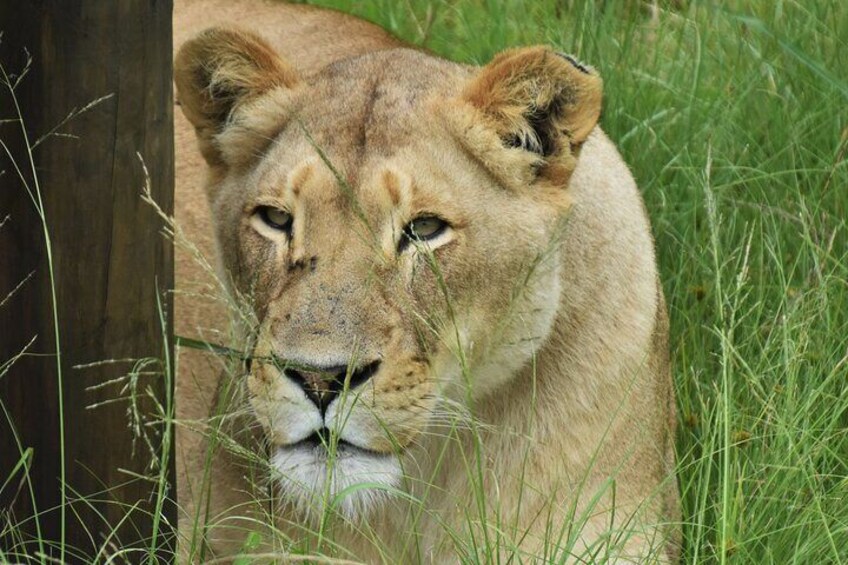 Female lioness