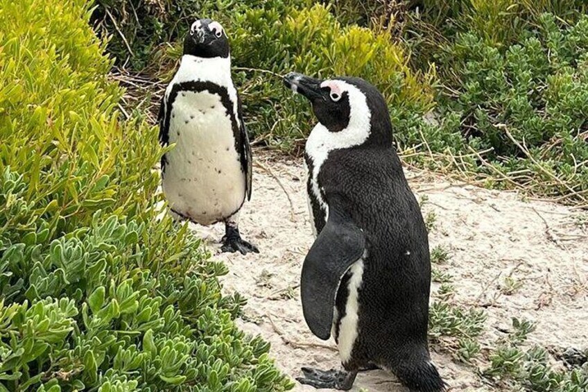 Cape of Good Hope, Penguins and Sightseeing tour