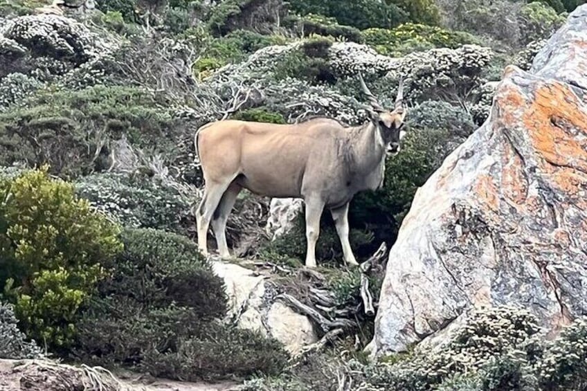 Cape of Good Hope, Penguins and Sightseeing Tour - Cape Town