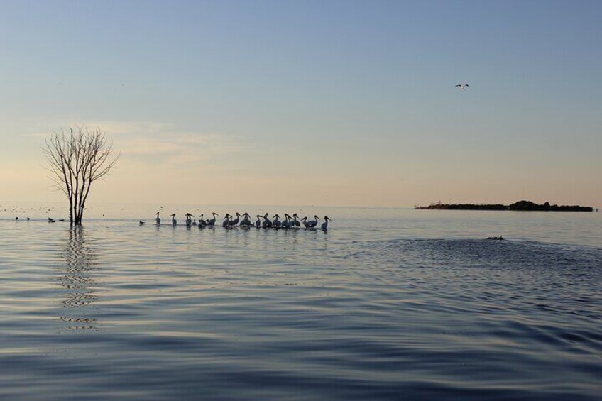 1-Hour West Islands & Eagle Bluff Lighthouse Cruise