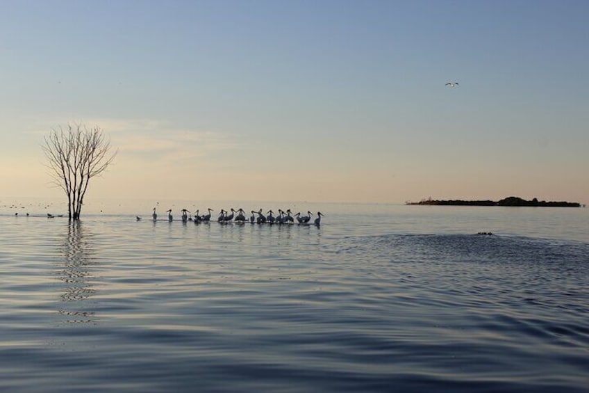 1-Hour West Islands & Eagle Bluff Lighthouse Cruise