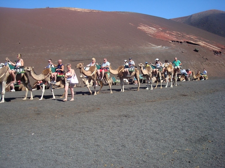 Group camel ride on a visit to Echadero de Camellos 