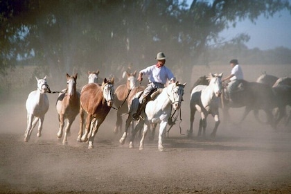 Full day Fiesta Gaucha (from BUENOS AIRES)