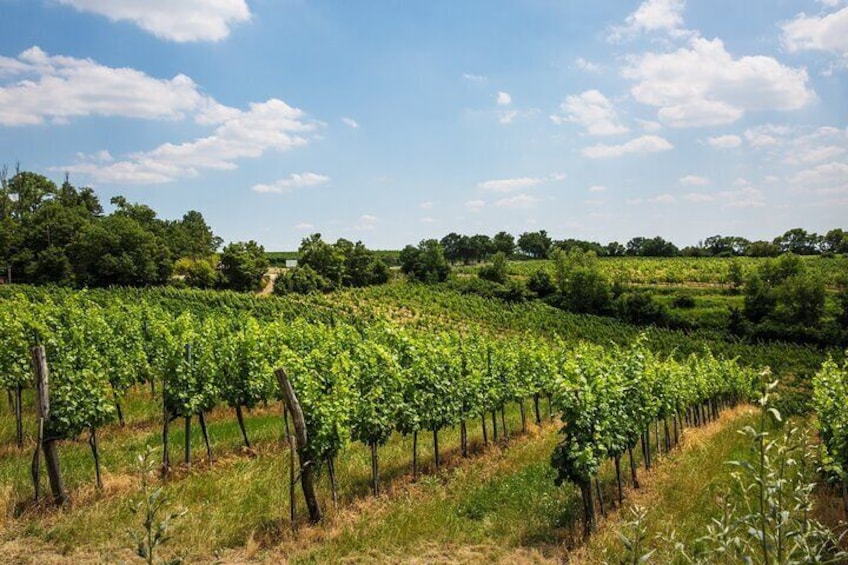 Wine Tasting Tour of Vienna