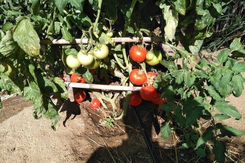 Private Cooking Class on Naxos Island with Pick Up