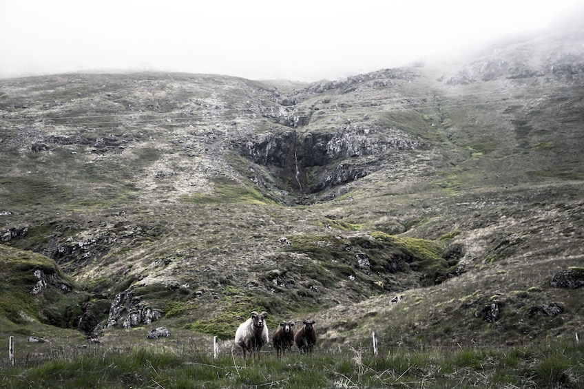 Small Group Snæfellsnes Peninsula Tour