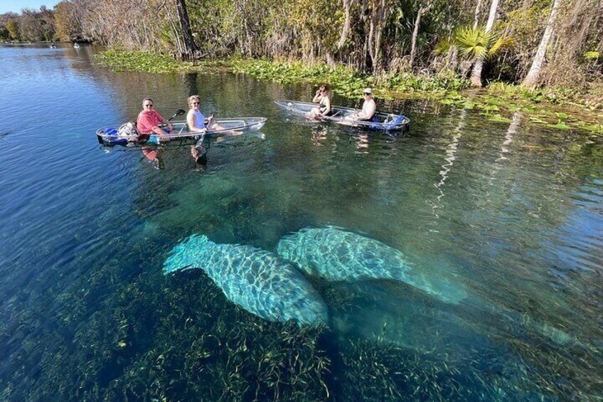 Clear Kayak/Clear Paddle Board Tour of Silver Springs