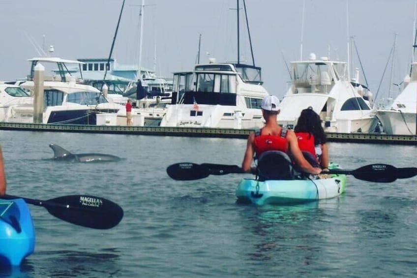 Salt Run Dolphin Kayak Tour