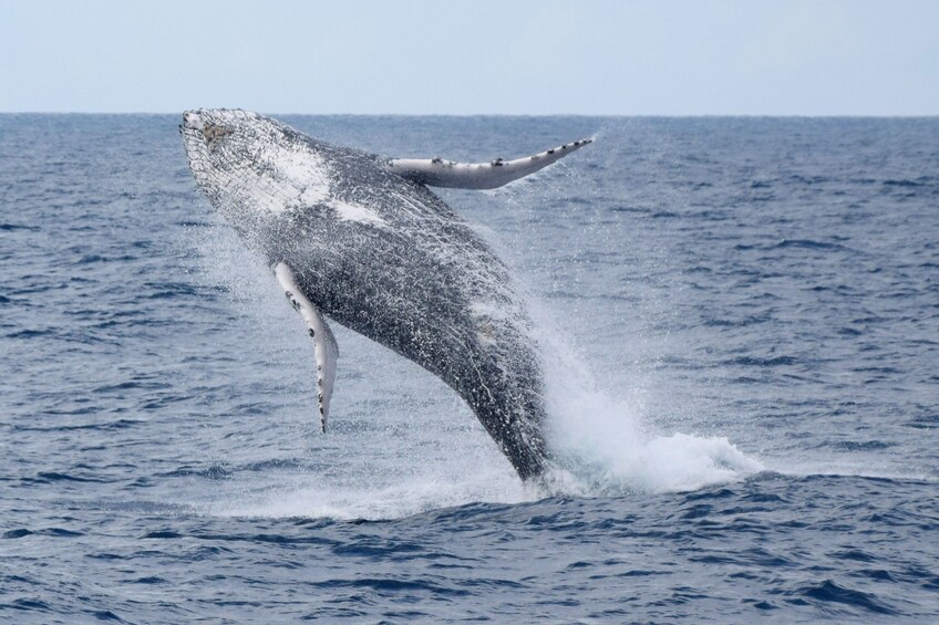Whale jumps beautifully out of the water in Mooloolaba