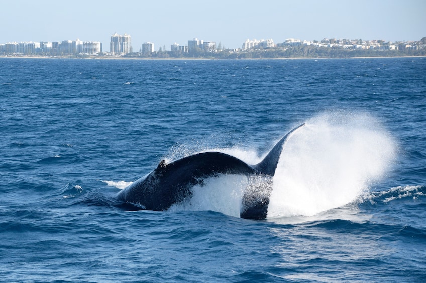 View of a whale swimming in Mooloolaba