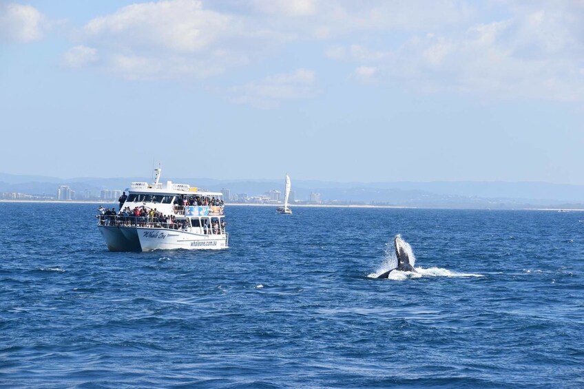 Whale watching boat tour in Mooloolaba